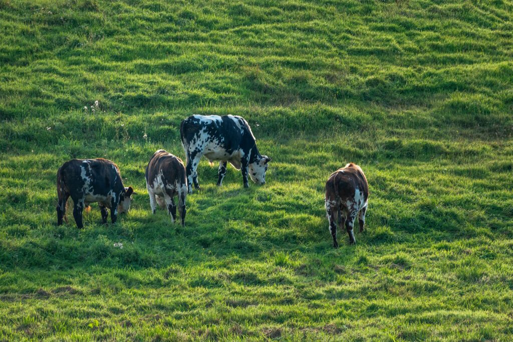 Bocage et biodiversité à Étretat