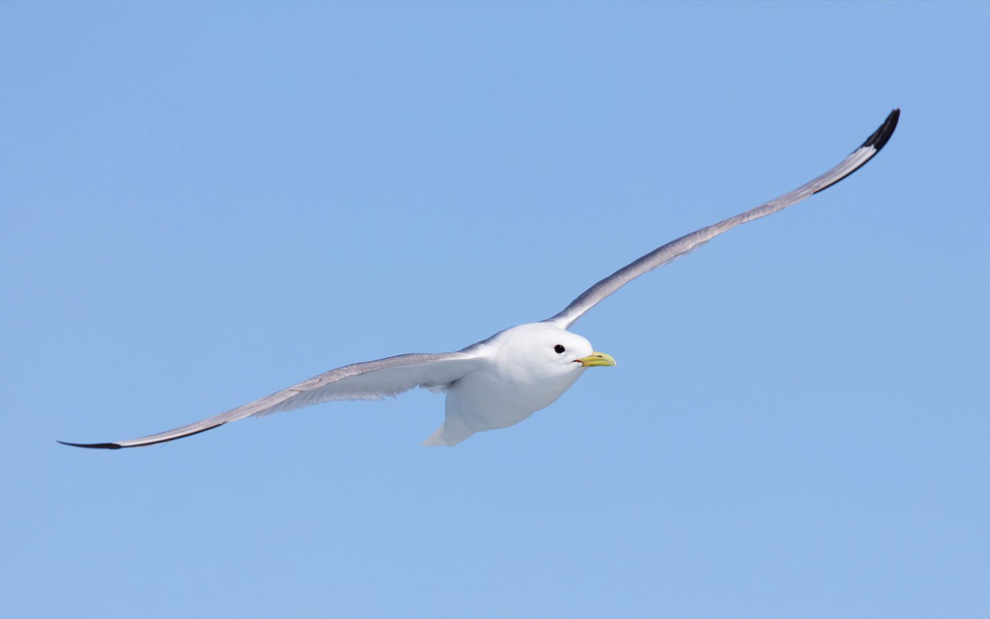 Mouette tridactyle